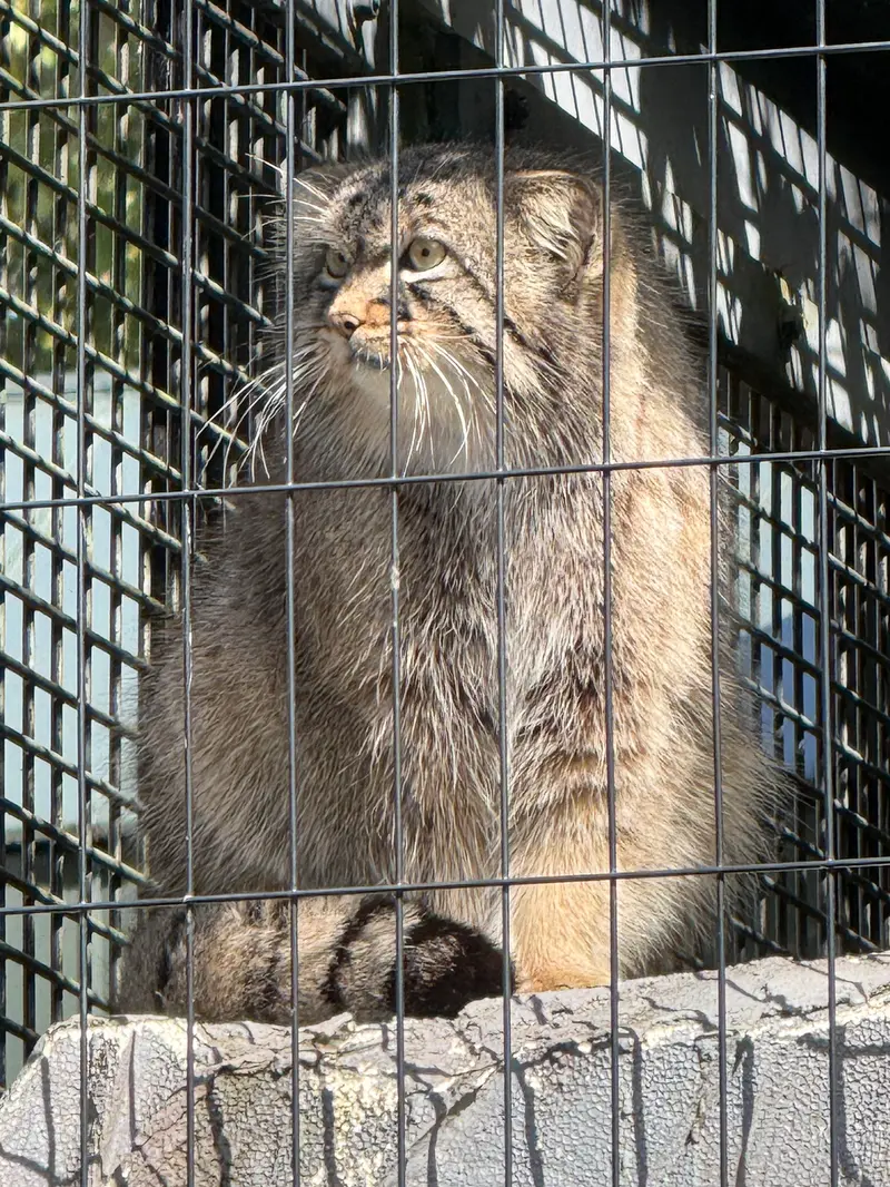 旭山動物園のヒデの写真