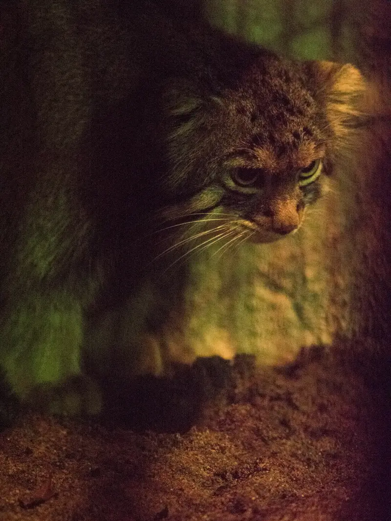 野毛山動物園のフィーガの写真
