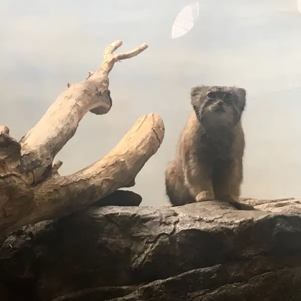 プロスペクト・パーク動物園のボリスの写真