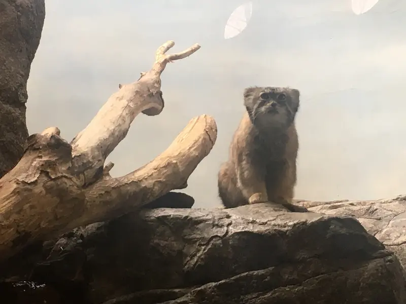 プロスペクト・パーク動物園のボリスの写真