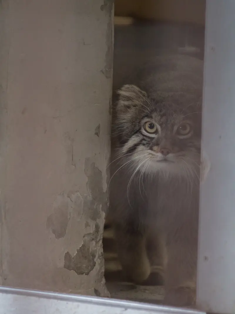 野毛山動物園のフィーガの写真