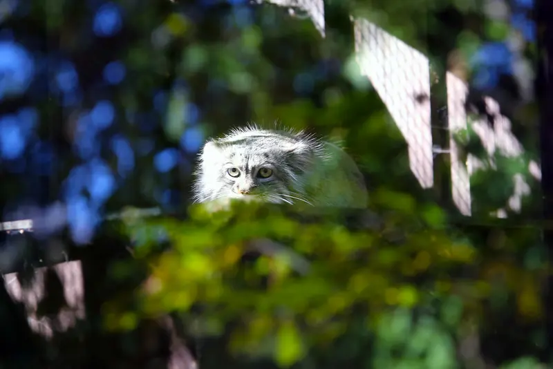 コシツェ動物園のアイセンの写真