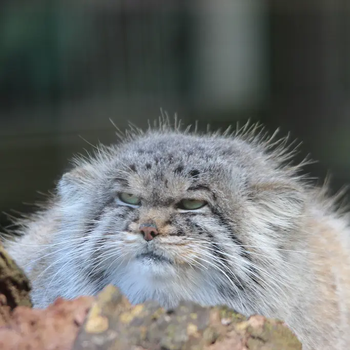 バナム動物園のバックの写真