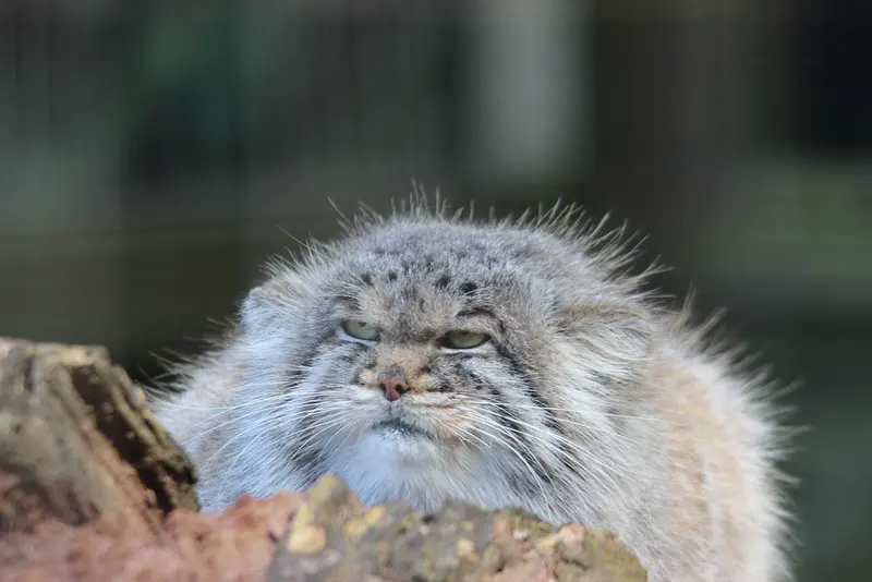 バナム動物園のバックの写真