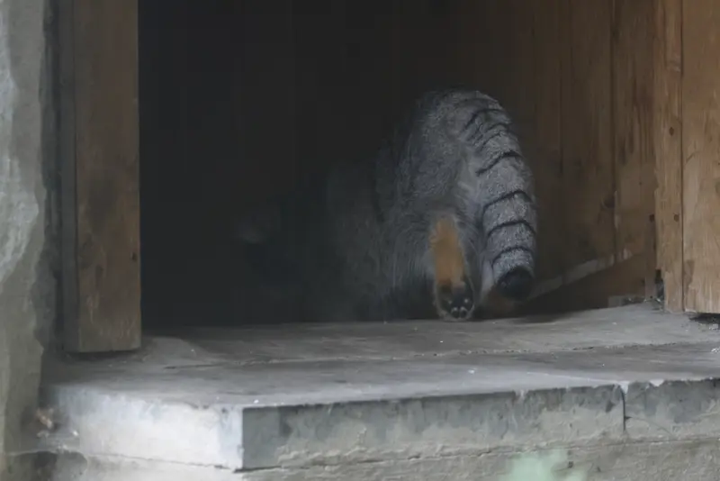 モスクワ動物園のティモフェイの写真