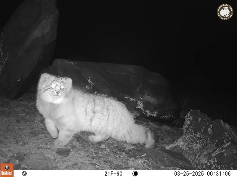 コシュカルカメラトラップで撮影したOtocolobus manul manulの写真
