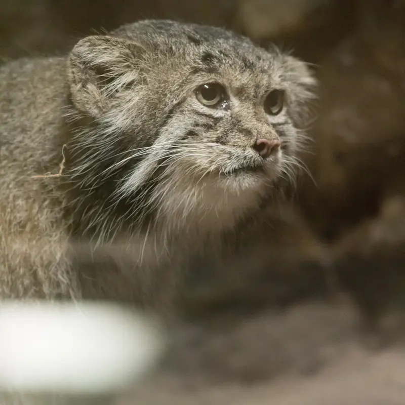 恩賜上野動物園のクリョンの写真