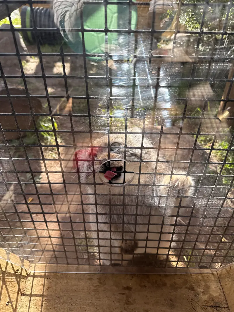 エルムウッド・パーク動物園のレザの写真