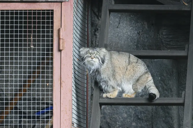 モスクワ動物園のティモフェイの写真
