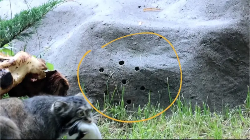 マヌルネコの写真