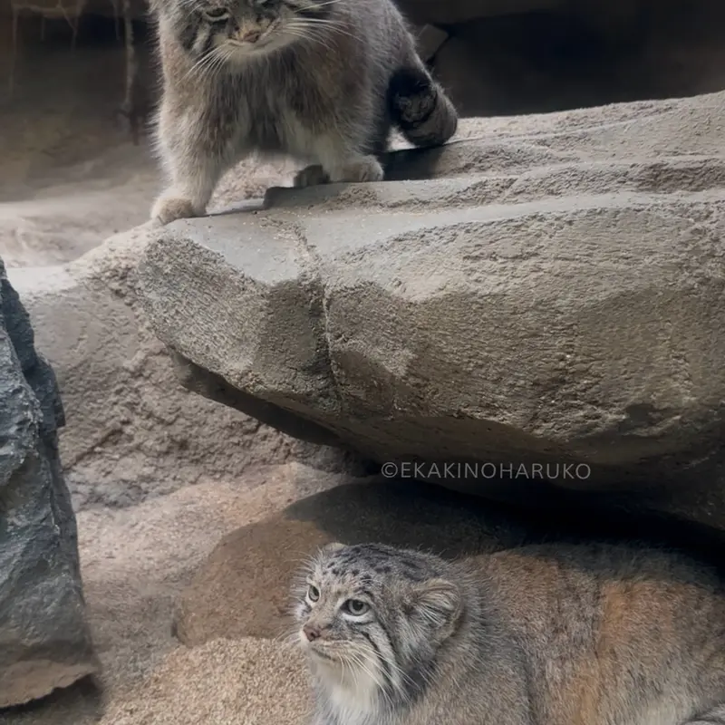 神戸どうぶつ王国のアズとナルの写真