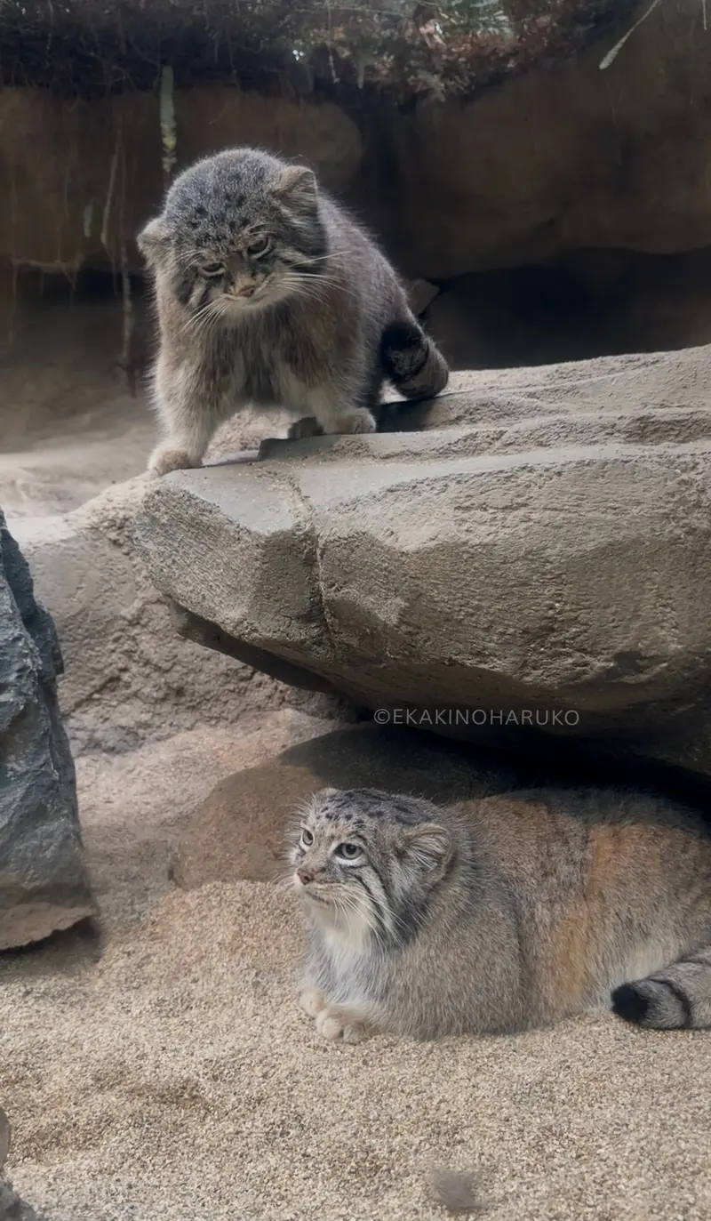 神戸どうぶつ王国のアズとナルの写真