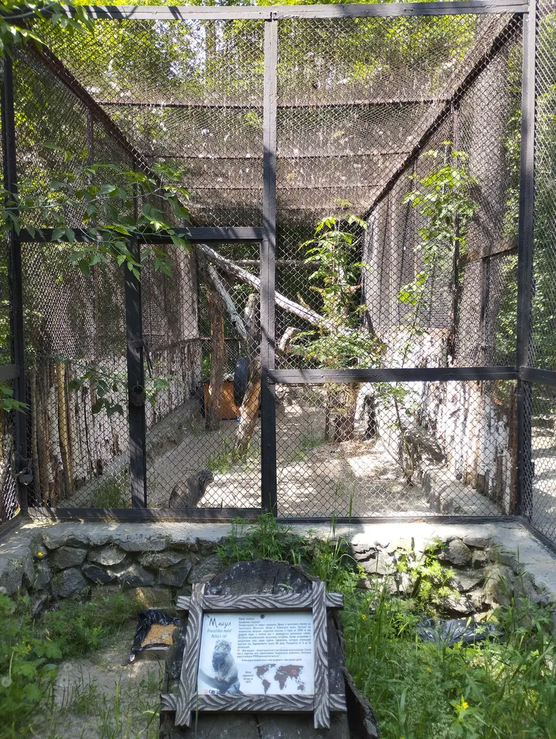 ノヴォシビルスク動物園のマヌルネコの写真