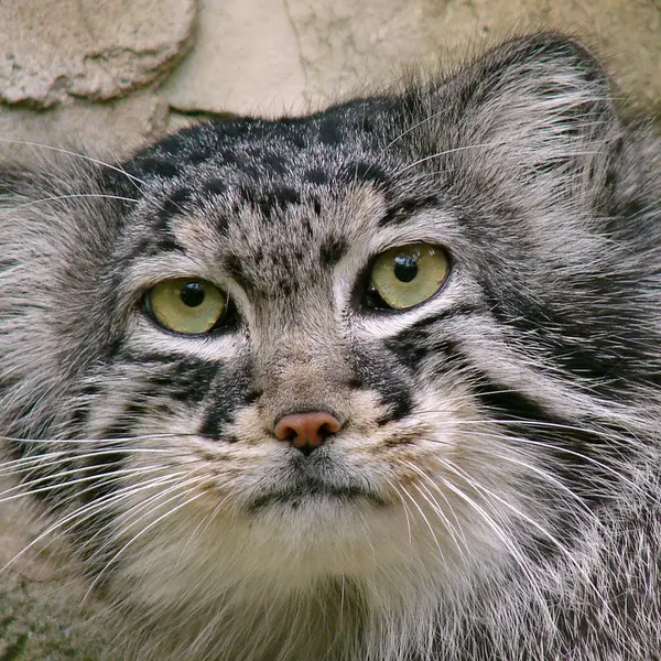 リガ動物園のハーストの写真