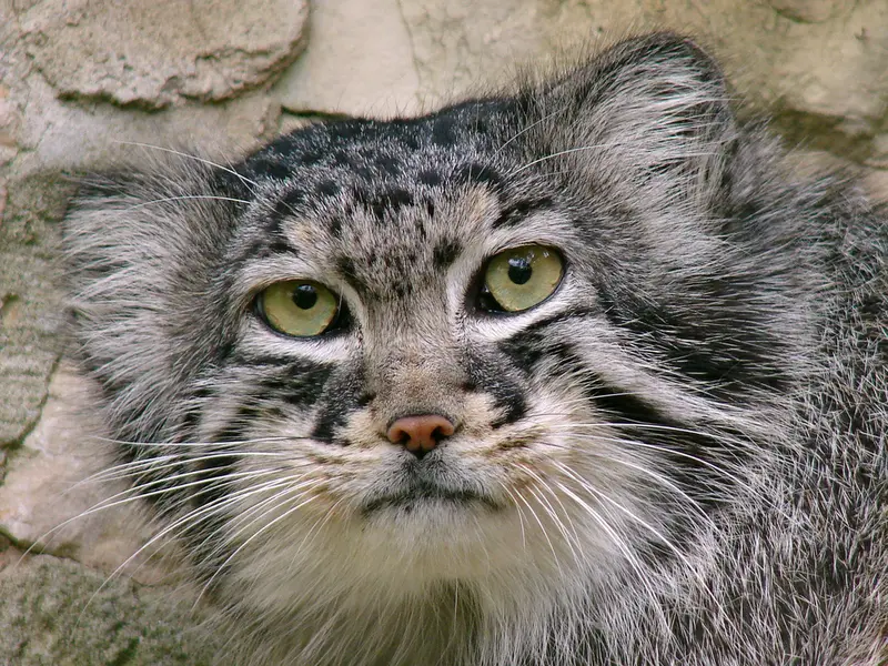 リガ動物園のハーストの写真