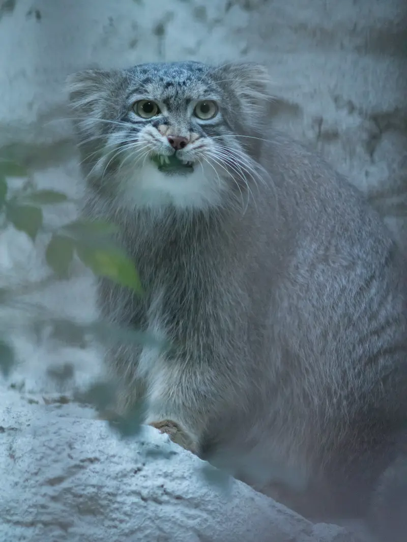 野毛山動物園のフィーガの写真