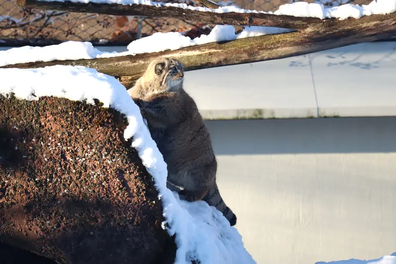コルケアサーリ動物園のコッリ・オッリの写真