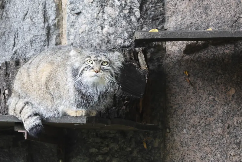 モスクワ動物園のティモフェイの写真