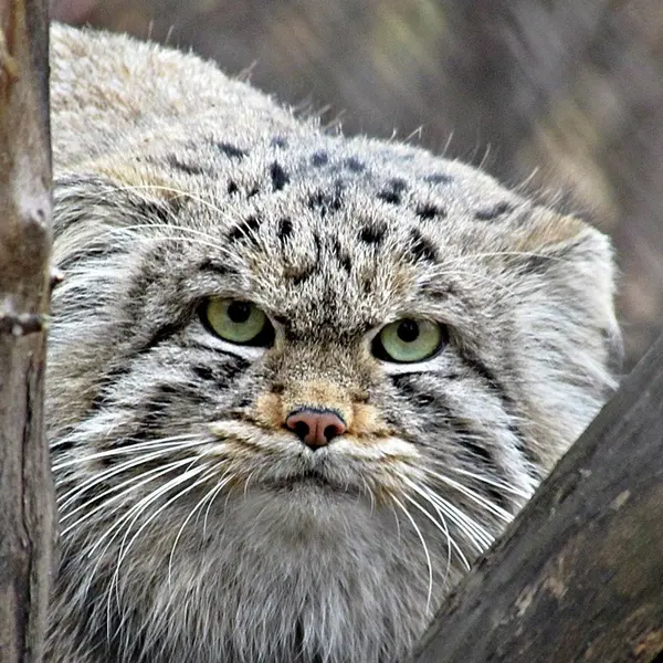 ノヴォシビルスク動物園のマヌルネコの写真