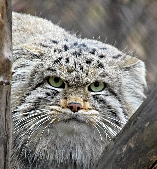ノヴォシビルスク動物園のマヌルネコの写真