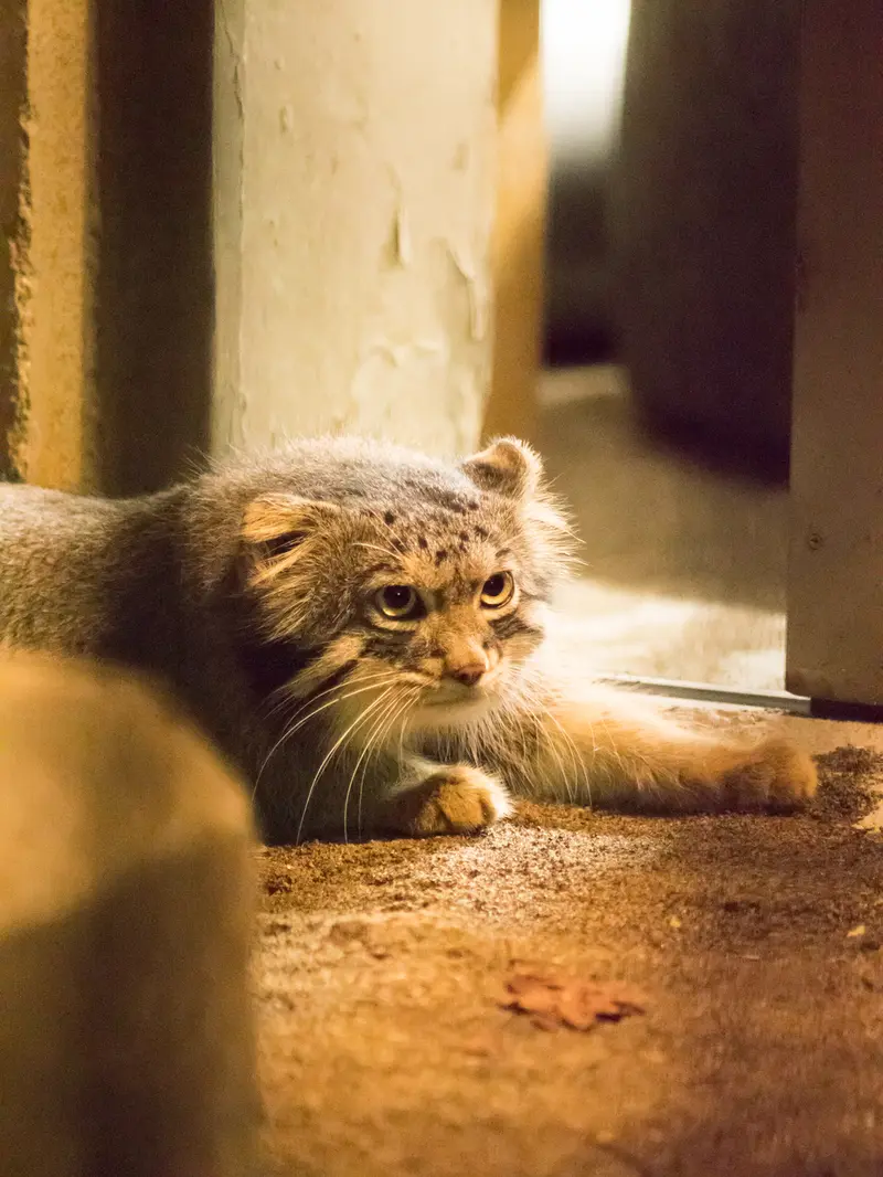 野毛山動物園のフィーガの写真