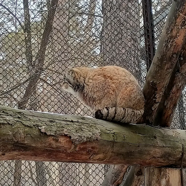 ノヴォシビルスク動物園のジョージの写真