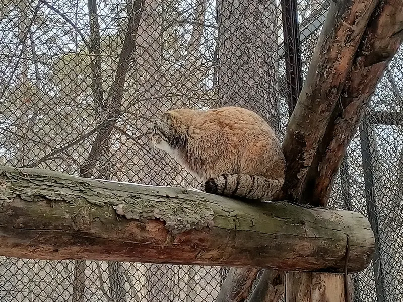 ノヴォシビルスク動物園のジョージの写真