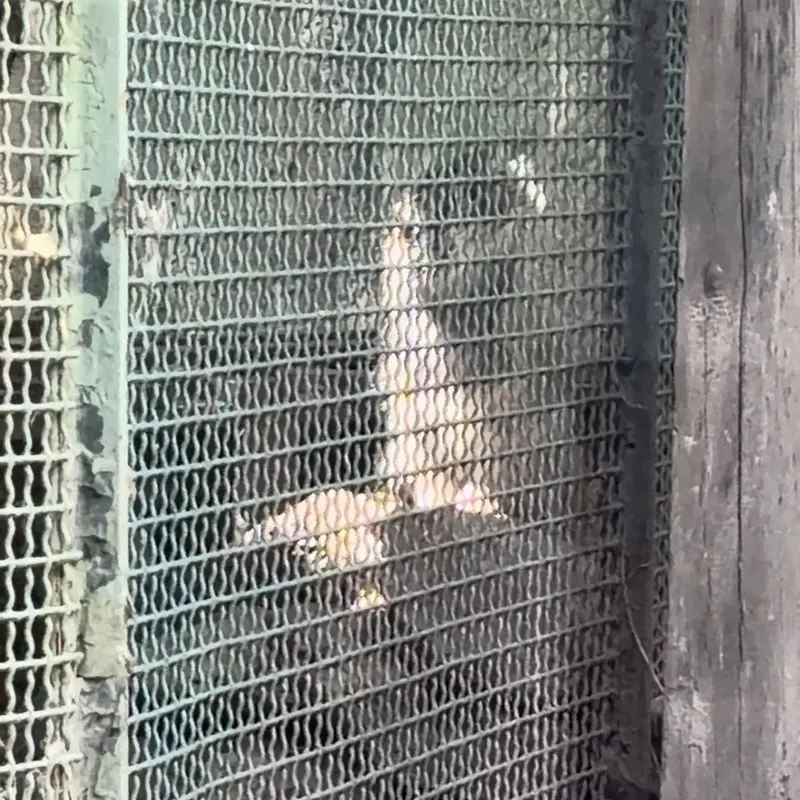 ブダペスト動物園＆植物園のマヌルネコの写真