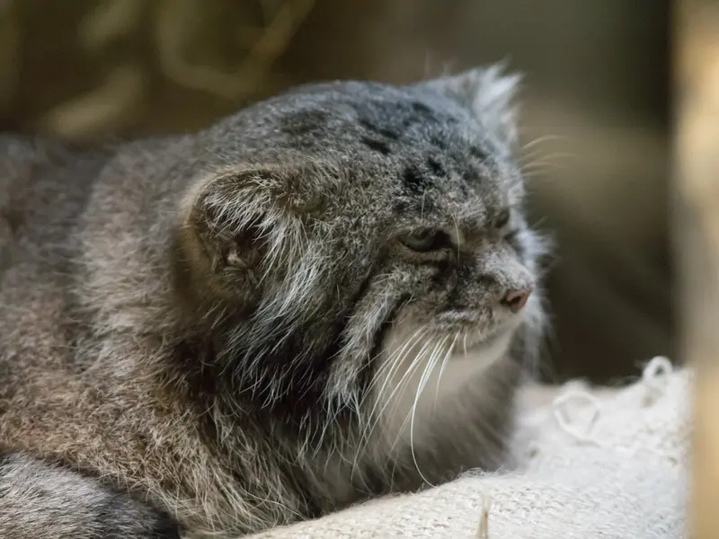 恩賜上野動物園のクリョンの写真