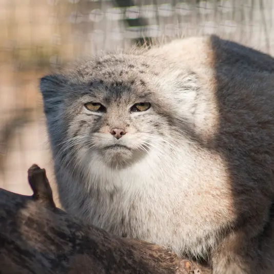 リー・リチャードソン動物園のバディの写真