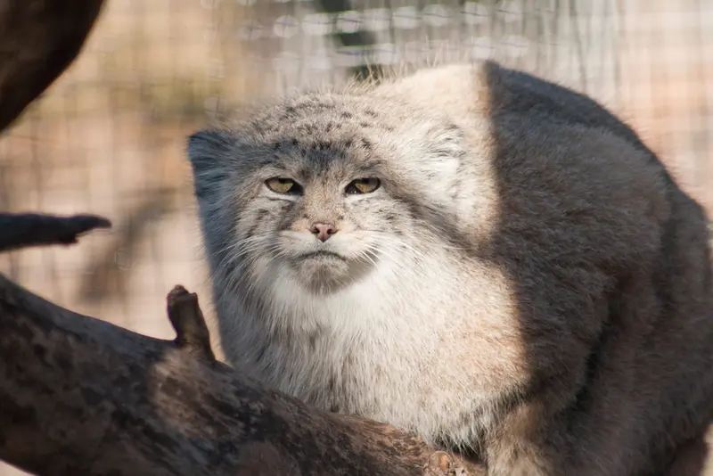 リー・リチャードソン動物園のバディの写真