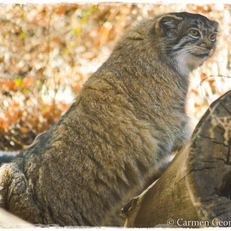 シャイアン・マウンテン動物園のナディアの写真