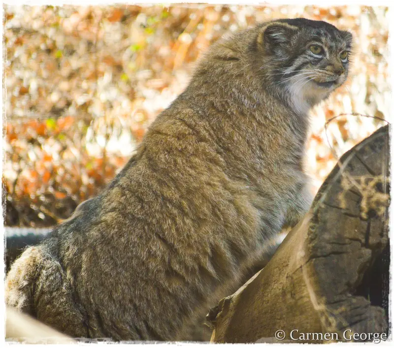 シャイアン・マウンテン動物園のナディアの写真