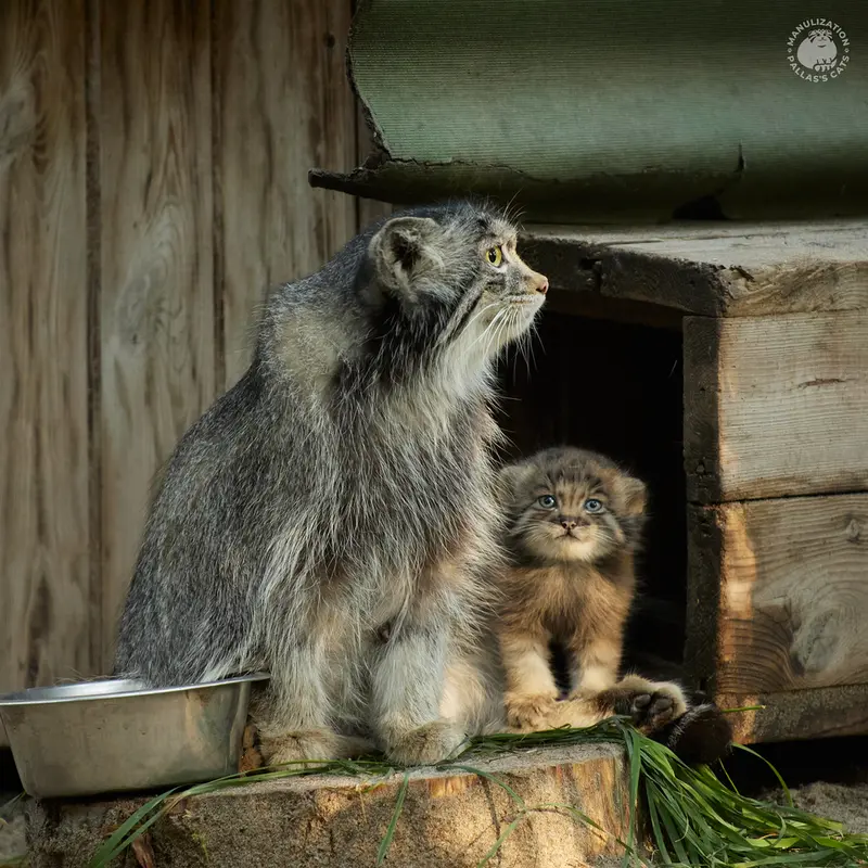ノヴォシビルスク動物園のミアの写真