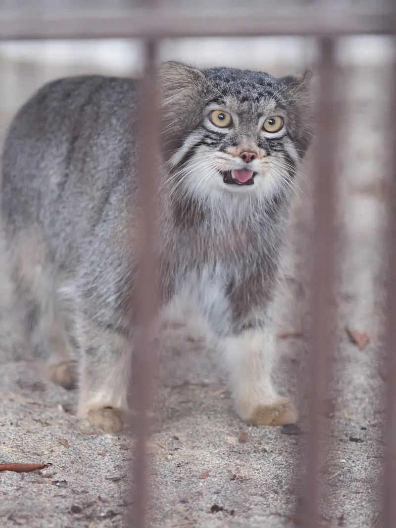 野毛山動物園のフィーガの写真