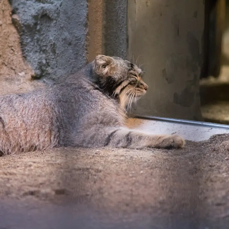 野毛山動物園のフィーガの写真