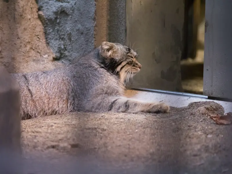 野毛山動物園のフィーガの写真