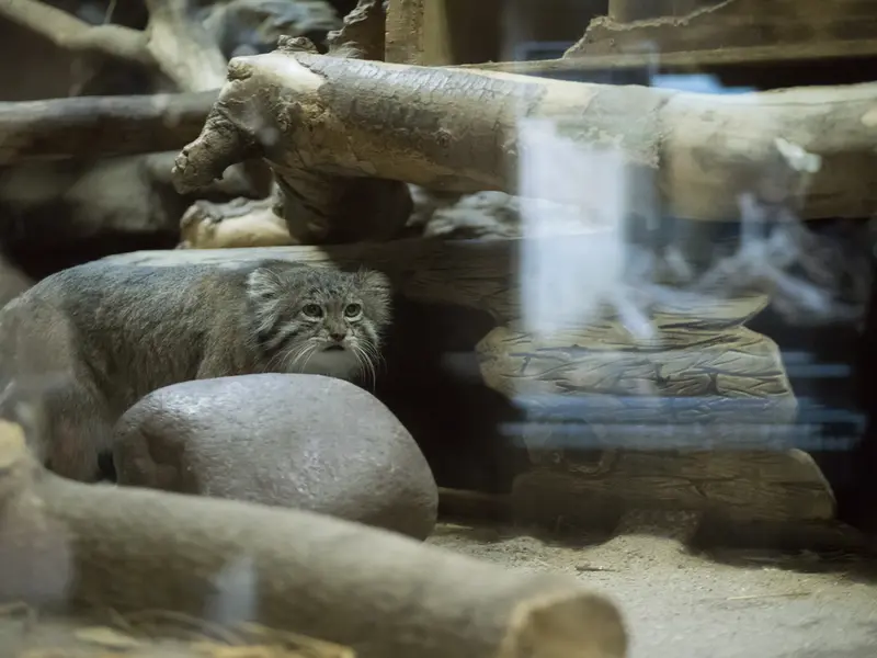 恩賜上野動物園のクリョンの写真