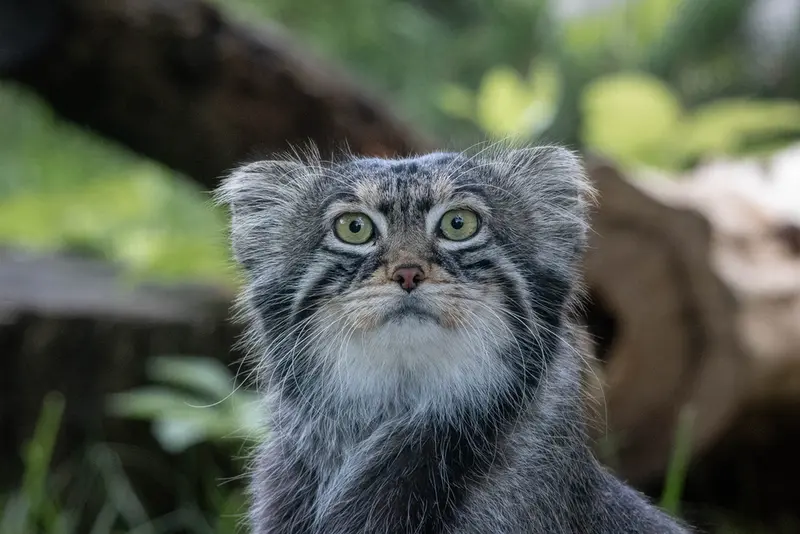 モスクワ動物園のティモフェイの写真