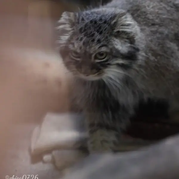 恩賜上野動物園のサフランの写真