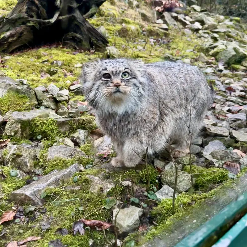 オペル動物園のバトゥの写真