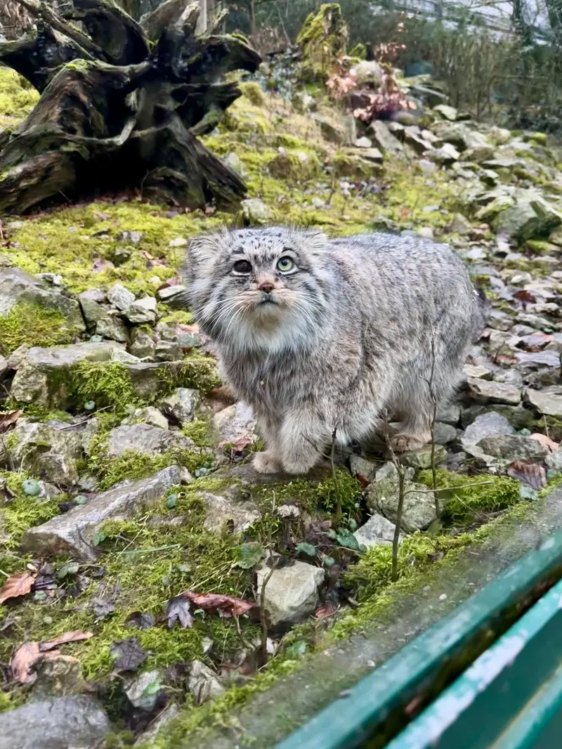 オペル動物園のバトゥの写真