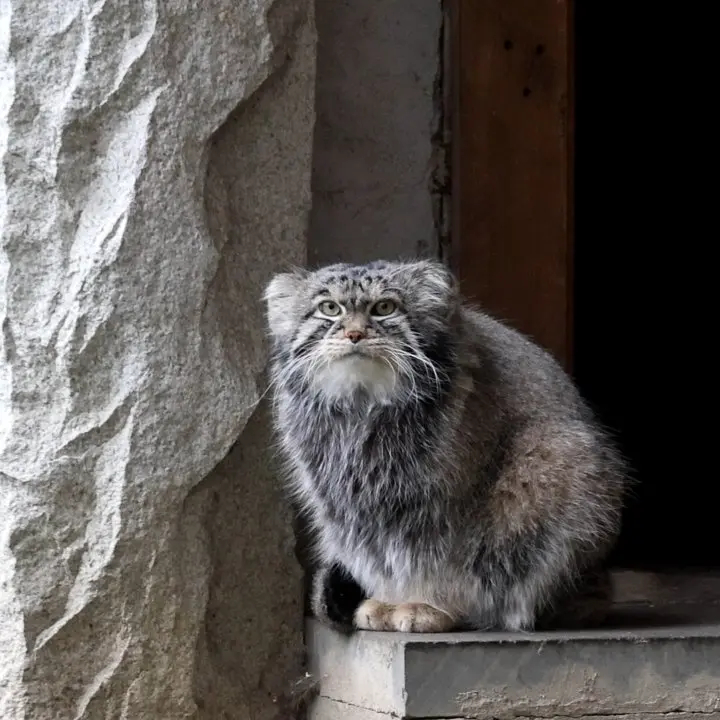モスクワ動物園のティモフェイの写真