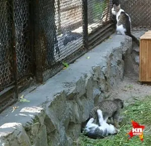 ノヴォシビルスク動物園のマヌルネコの写真