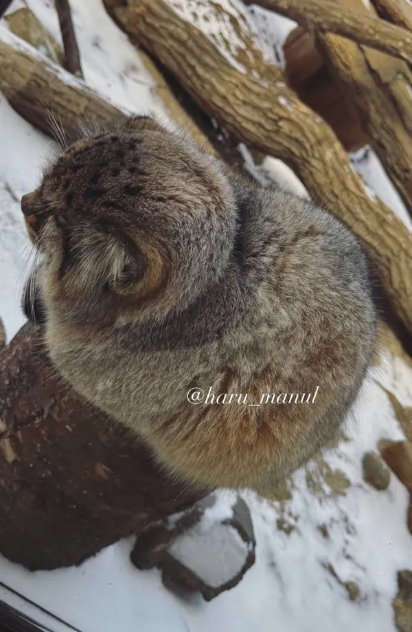 那須どうぶつ王国のボルの写真