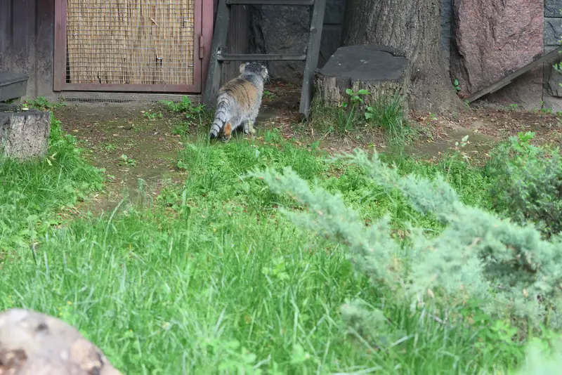 モスクワ動物園のティモフェイの写真