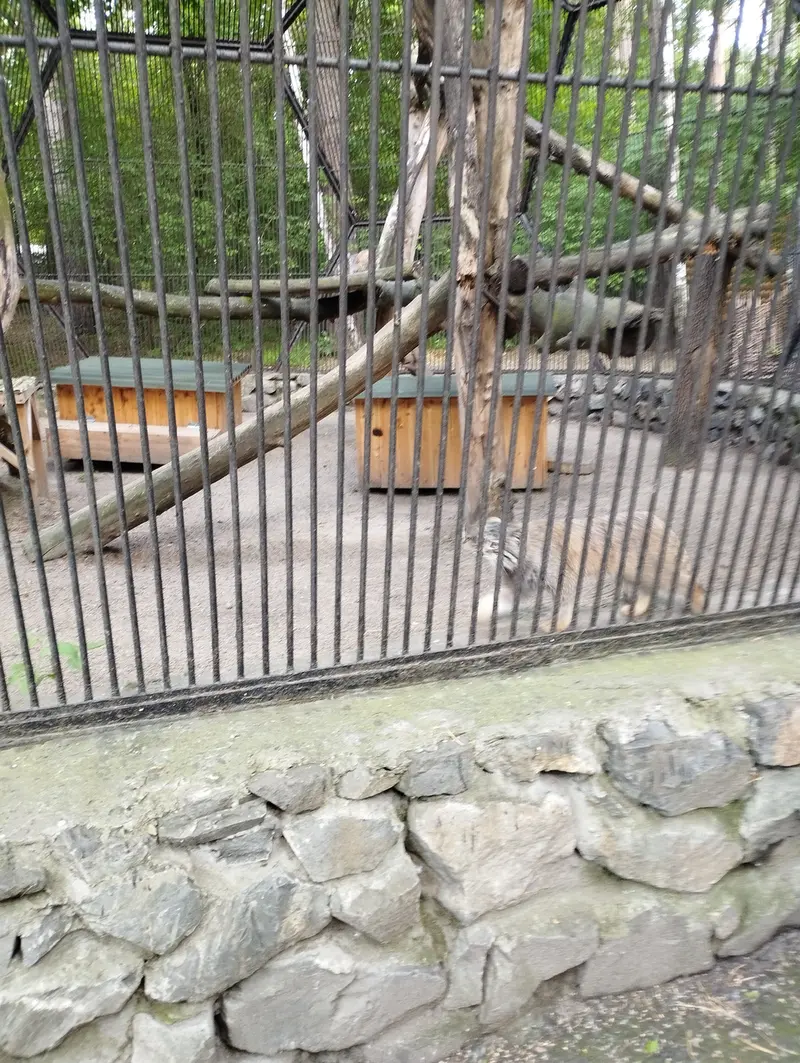 ノヴォシビルスク動物園のマヌルネコの写真