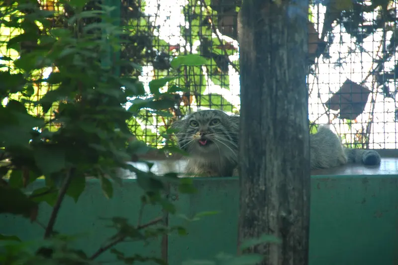 ブダペスト動物園・植物園のルーシーの写真