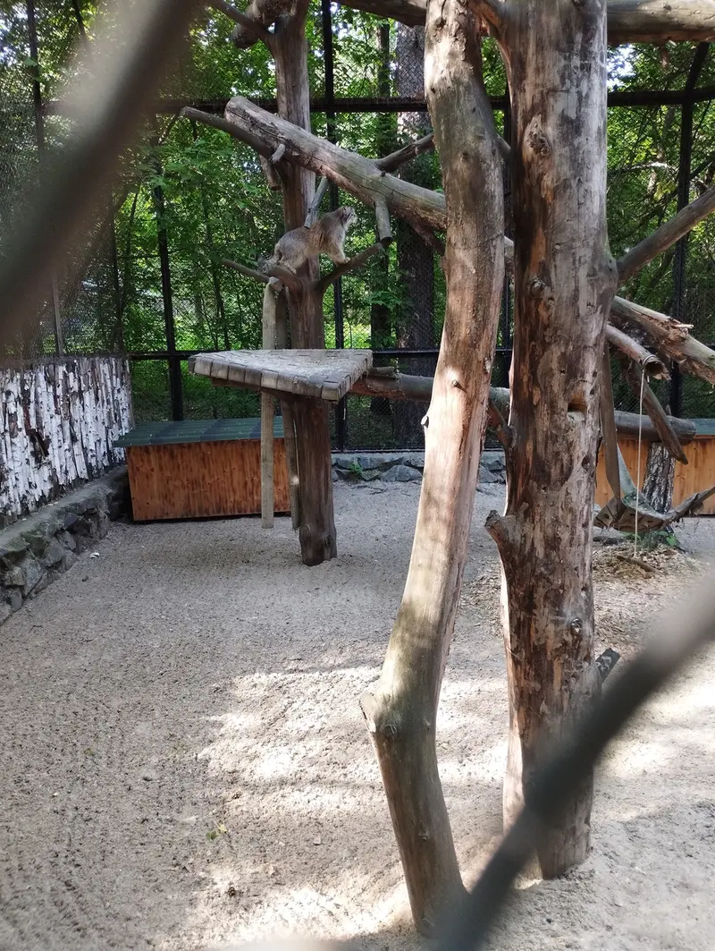 ノヴォシビルスク動物園のマヌルネコの写真