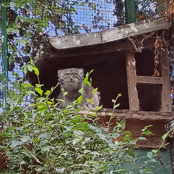 ブダペスト動物園・植物園のボフスの写真